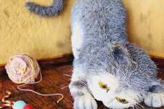 IMG-20240216-WA0009